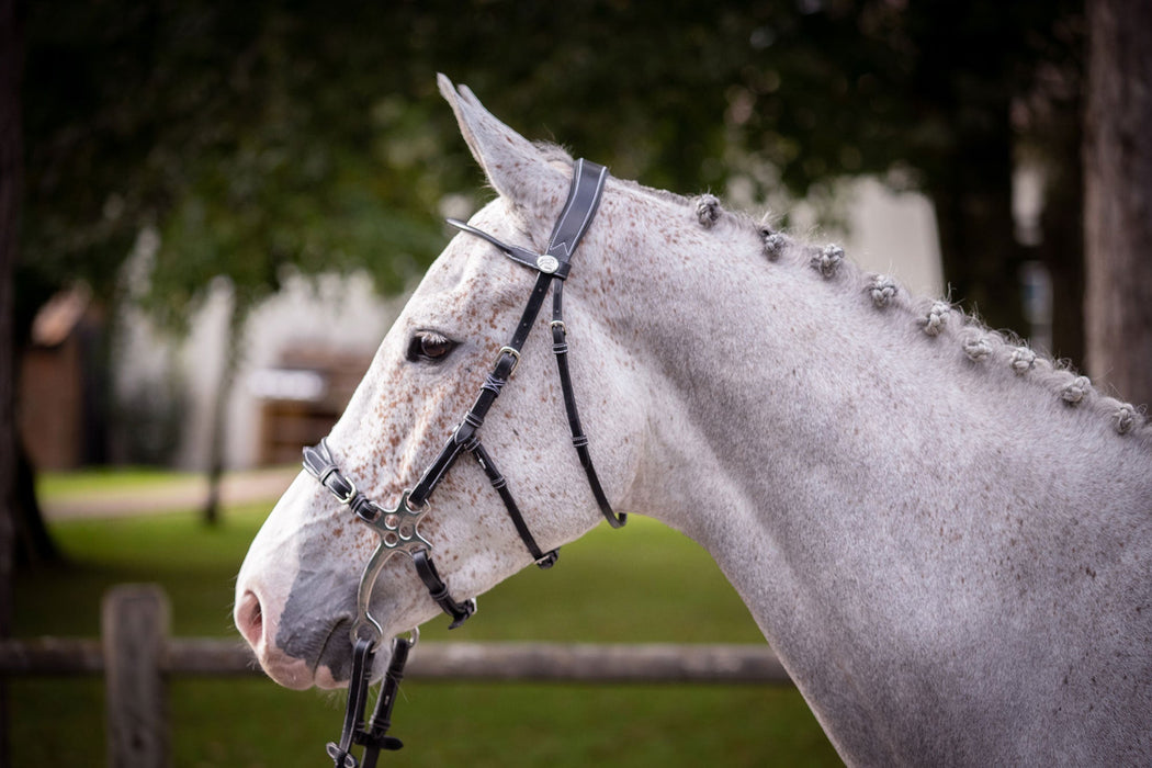 Monday Bridle flash noseband- Week Collection