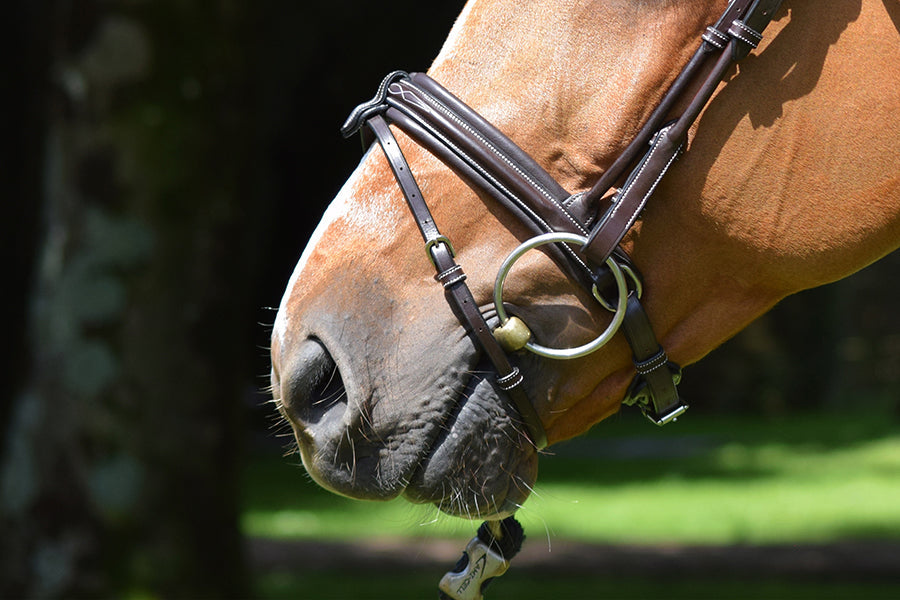 Friday Bridle flash noseband - Week Collection