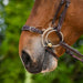 Hackamore Noseband