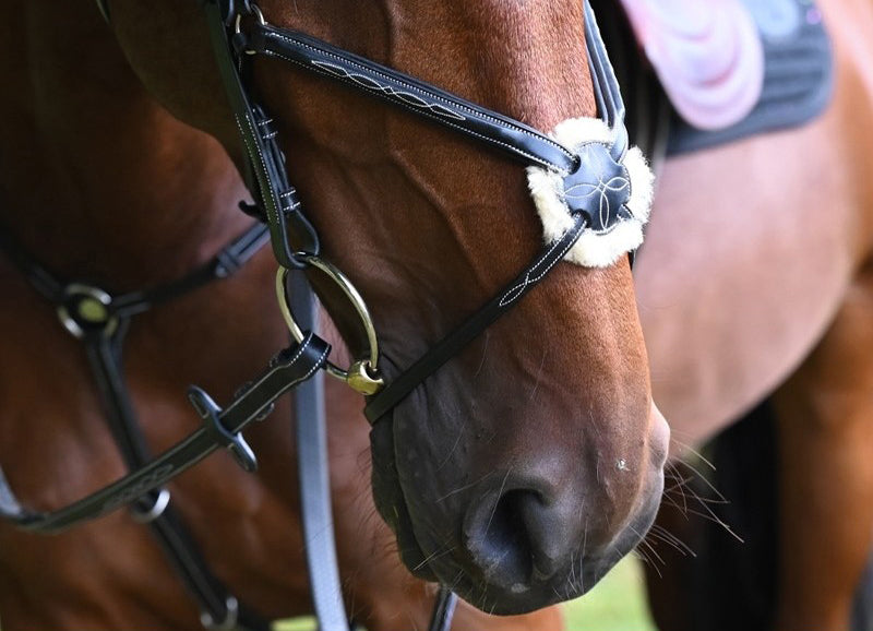 Monday Bridle mexican noseband - Week Collection